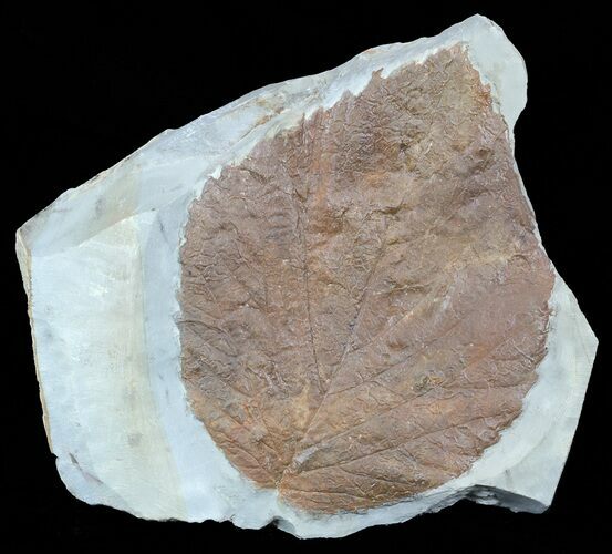 Large, Paleocene Fossil Leaf (Davidia) - Montana #56677